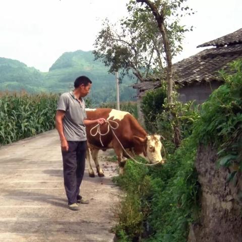 牛，勤劳致富的象征