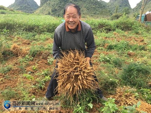 广西种植什么可致富？