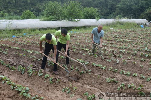 广西种植什么可致富？