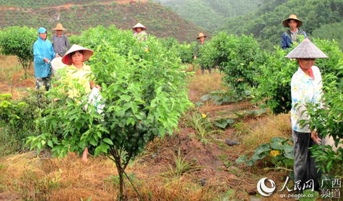 广西种植什么可致富？