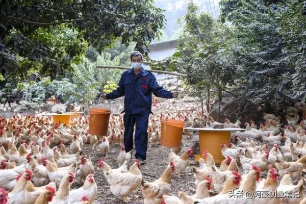 养鸡致富，揭秘行业潜力和财富增长之路