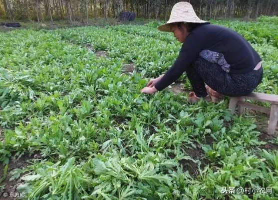 种什么致富菜最好