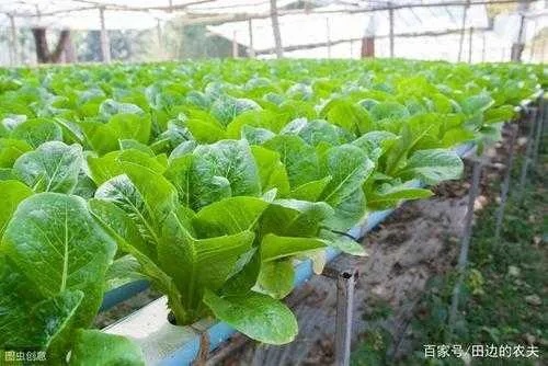 种什么致富菜最好