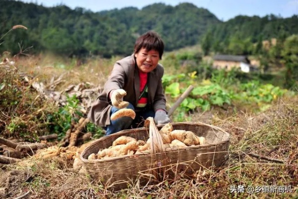 回农村靠什么致富？