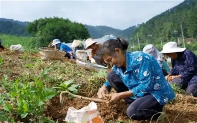 种植什么致富项目赚钱？