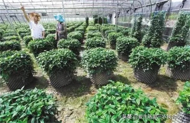 种植什么致富项目赚钱？