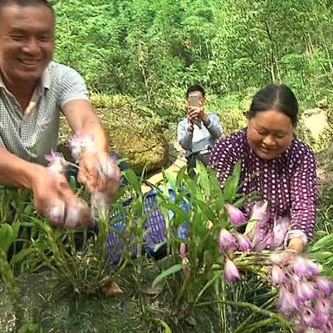 种植什么草最致富？