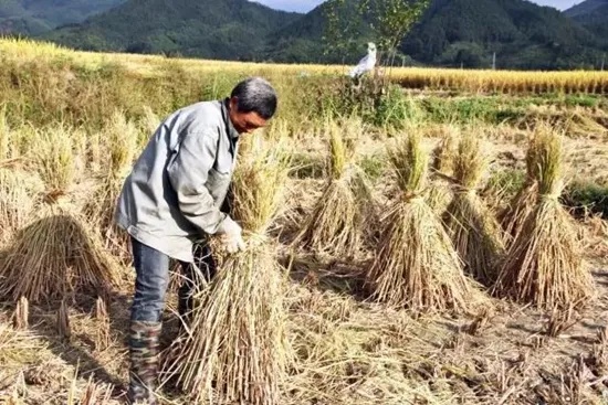 稻草能做什么致富？