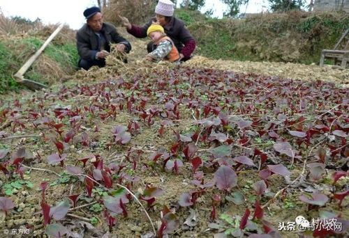 种植什么致富赚钱呢？