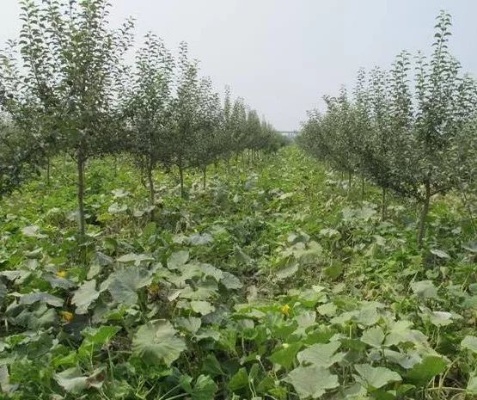 大树地里套种什么致富？