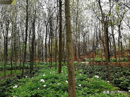 大树地里套种什么致富？