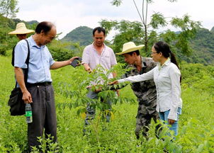 广西种植什么快速致富？