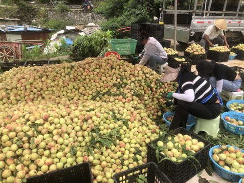 山西种植什么致富水果