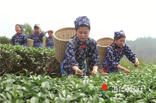 种植什么茶致富呢？