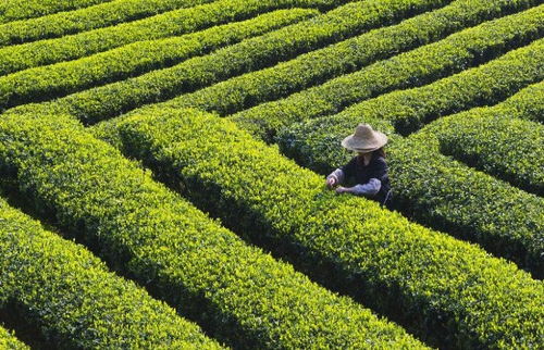 种植什么茶致富呢？