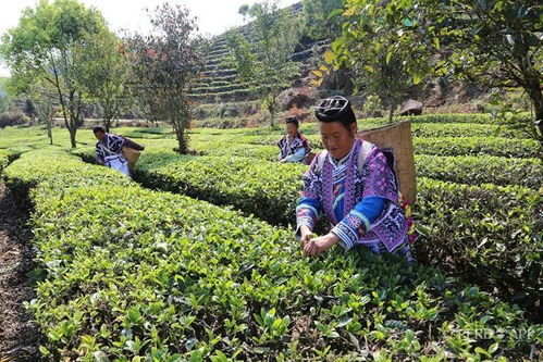 种植什么茶致富呢？