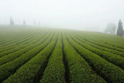 种植什么茶致富呢？