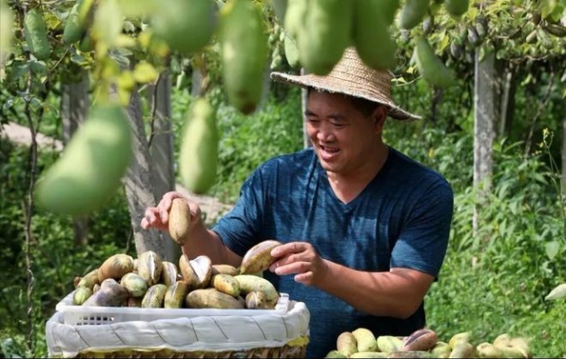 安徽种植致富之路