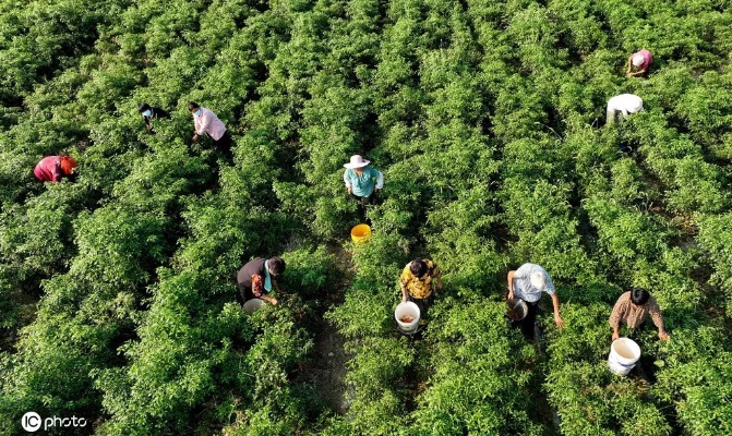 安徽种植致富之路