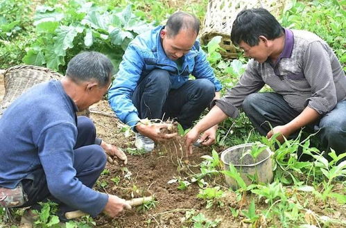 农民致富靠什么呢？