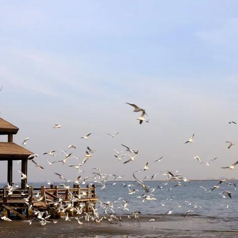 唐山水文鸟类监测，守护湿地精灵的家园