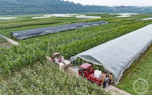 致富之路，探索种植新机遇