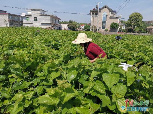 江西适合种植什么致富