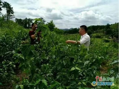 江西适合种植什么致富