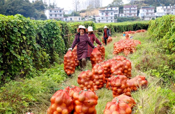 宿松做什么能致富