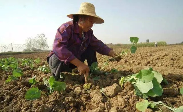 农民种植什么致富快些？