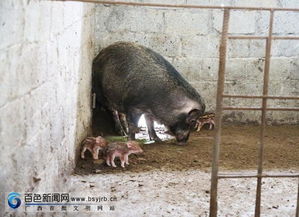 除了养猪还养什么致富？