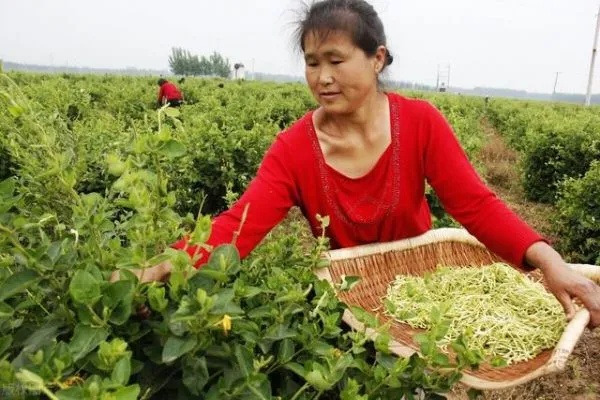 种植什么才能致富呢？