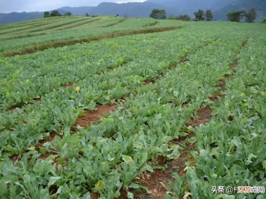 种植什么才能致富呢？