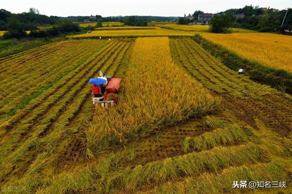 种地种什么能致富？