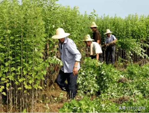 种植什么树致富更快？