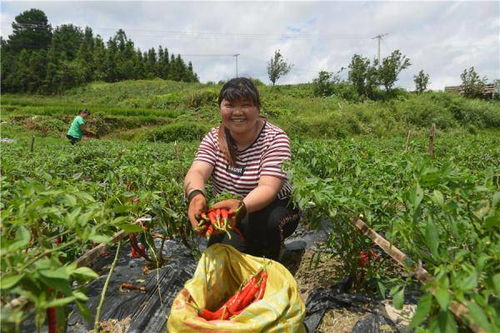 地里面种什么致富？