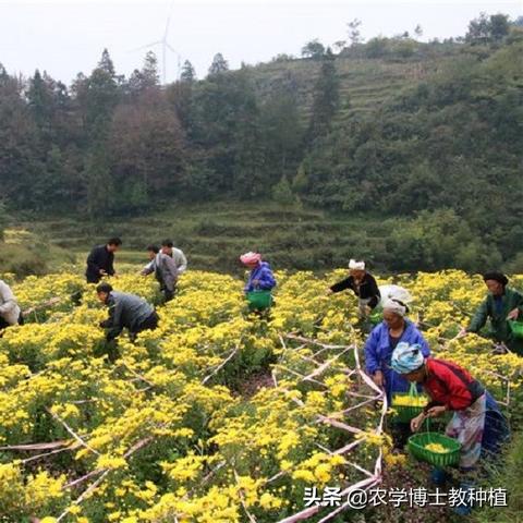 种什么植物吉祥致富？