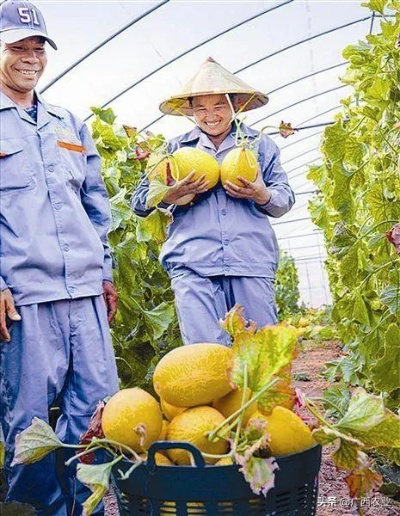 广西农业致富之路，把握机遇，迈向成功