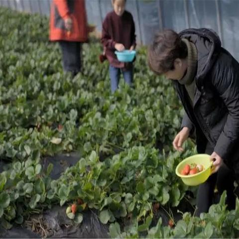 地里种植什么能致富？