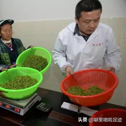 山地种植什么可致富？