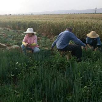 豆角致富技术，从种植到销售的全方位指南