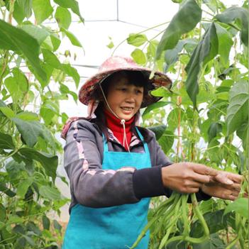 豆角致富技术，从种植到销售的全方位指南