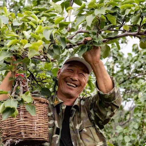 豆角致富技术，从种植到销售的全方位指南