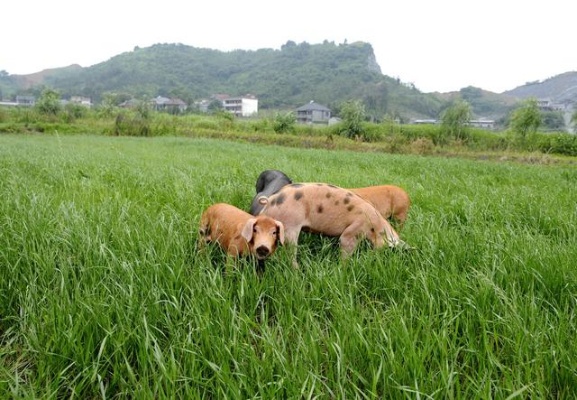 草地适合饲养什么致富