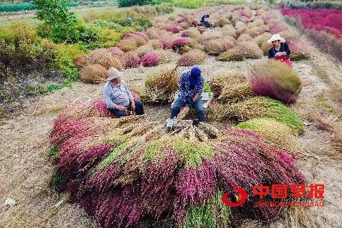 山西种植什么致富品种？