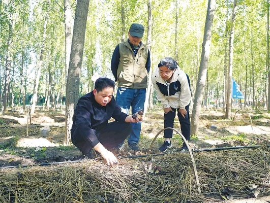 林下适合种植什么致富