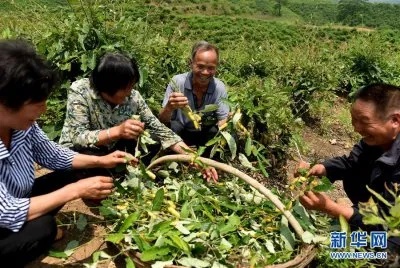 种什么能致富门路