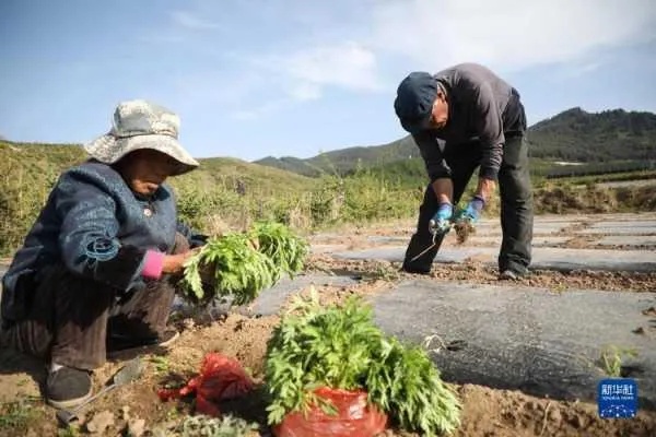 甘肃农村养什么致富？