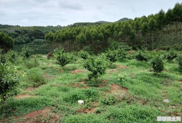 荒坡种什么能致富？