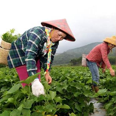 荒山致富，探索种植新机遇